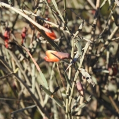 Bossiaea walkeri at Irymple, NSW - suppressed