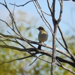 Ptilotula plumula (Grey-fronted Honeyeater) at Irymple, NSW - 12 Dec 2021 by Liam.m