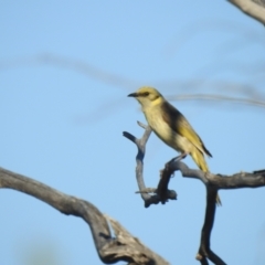 Ptilotula plumula at Irymple, NSW - 12 Dec 2021