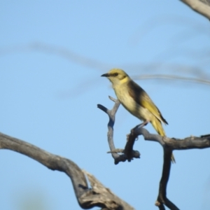 Ptilotula plumula at Irymple, NSW - 12 Dec 2021