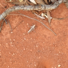 Unidentified Grasshopper, Cricket or Katydid (Orthoptera) at Yathong Nature Reserve - 12 Dec 2021 by Liam.m