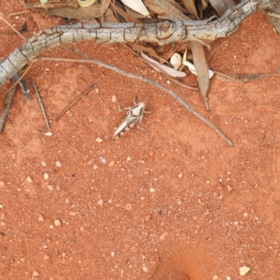 Unidentified Grasshopper, Cricket or Katydid (Orthoptera) at Irymple, NSW - 12 Dec 2021 by Liam.m