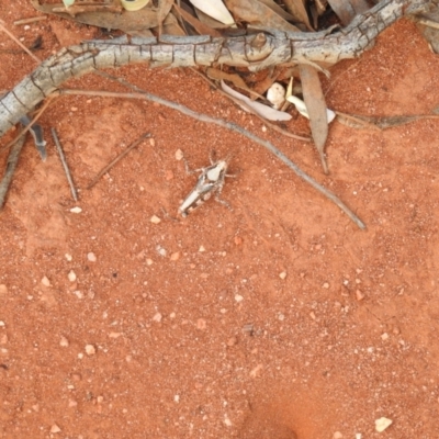 Acrididae sp. (family) (Unidentified Grasshopper) at Irymple, NSW - 12 Dec 2021 by Liam.m