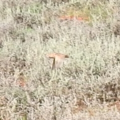 Turnix pyrrhothorax (Red-chested Buttonquail) at Irymple, NSW - 12 Dec 2021 by Liam.m