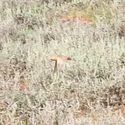 Turnix pyrrhothorax (Red-chested Buttonquail) at Irymple, NSW - 12 Dec 2021 by Liam.m