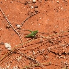 Unidentified Grasshopper, Cricket or Katydid (Orthoptera) at Yathong Nature Reserve - 12 Dec 2021 by Liam.m