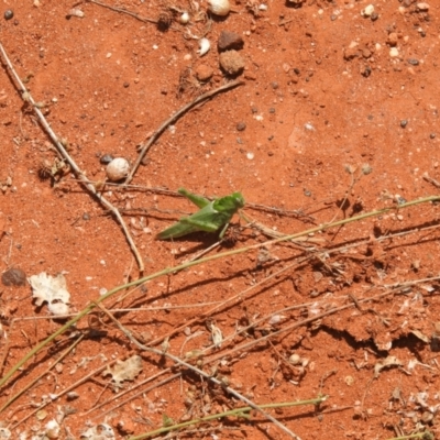 Ecphantus quadrilobus (crested tooth grinder) at Irymple, NSW - 12 Dec 2021 by Liam.m