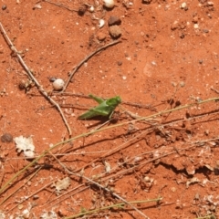 Unidentified Grasshopper, Cricket or Katydid (Orthoptera) (TBC) at Irymple, NSW - 12 Dec 2021 by Liam.m