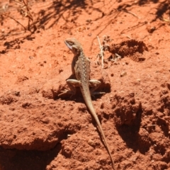 Unidentified Dragon at Round Hill Nature Reserve - 11 Dec 2021 by Liam.m