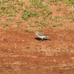 Epthianura albifrons (White-fronted Chat) at Irymple, NSW - 11 Dec 2021 by Liam.m