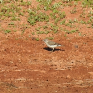 Epthianura albifrons at Irymple, NSW - suppressed