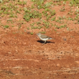 Epthianura albifrons at Irymple, NSW - suppressed