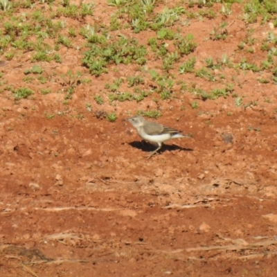 Epthianura albifrons (White-fronted Chat) at Yathong Nature Reserve - 11 Dec 2021 by Liam.m