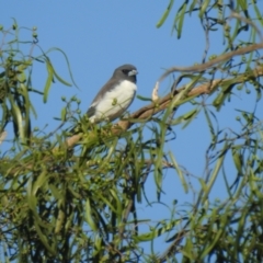 Artamus leucorynchus (White-breasted Woodswallow) at Yathong Nature Reserve - 11 Dec 2021 by Liam.m