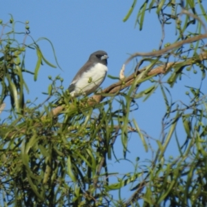 Artamus leucorynchus at Irymple, NSW - suppressed