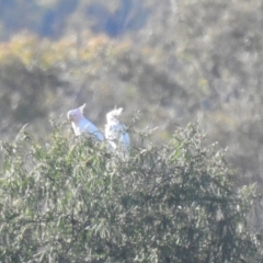 Lophochroa leadbeateri (Pink Cockatoo) at Yathong Nature Reserve - 11 Dec 2021 by Liam.m