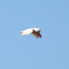 Lophochroa leadbeateri at Irymple, NSW - 12 Dec 2021