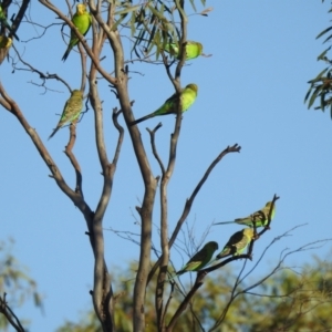 Melopsittacus undulatus at Irymple, NSW - suppressed