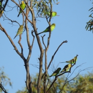 Melopsittacus undulatus at Irymple, NSW - 12 Dec 2021