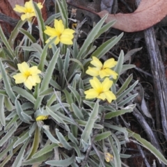 Goodenia willisiana (Sandhill Goodenia) at Irymple, NSW - 12 Dec 2021 by Liam.m