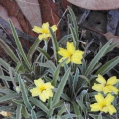 Goodenia willisiana at Irymple, NSW - suppressed