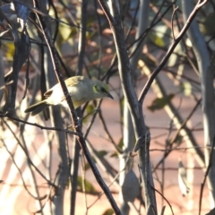 Ptilotula plumula (Grey-fronted Honeyeater) at Irymple, NSW - 12 Dec 2021 by Liam.m