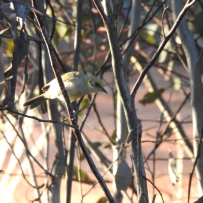 Ptilotula plumula (Grey-fronted Honeyeater) at Irymple, NSW - 11 Dec 2021 by Liam.m