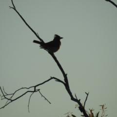 Oreoica gutturalis (Crested Bellbird) at Irymple, NSW - 12 Dec 2021 by Liam.m