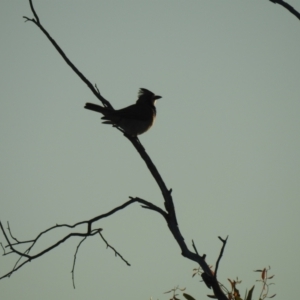 Oreoica gutturalis at Irymple, NSW - suppressed