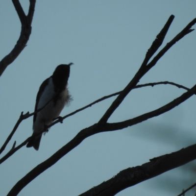 Sugomel nigrum (Black Honeyeater) at Irymple, NSW - 11 Dec 2021 by Liam.m