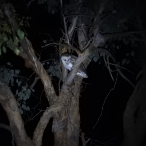 Tyto alba at Irymple, NSW - 11 Dec 2021