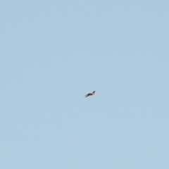Cheramoeca leucosterna (White-backed Swallow) at Irymple, NSW - 11 Dec 2021 by Liam.m