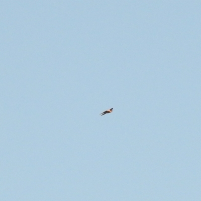 Cheramoeca leucosterna (White-backed Swallow) at Irymple, NSW - 11 Dec 2021 by Liam.m