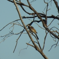 Purnella albifrons (White-fronted Honeyeater) at Yathong Nature Reserve - 11 Dec 2021 by Liam.m