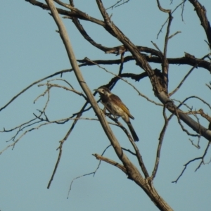 Purnella albifrons at Irymple, NSW - 11 Dec 2021