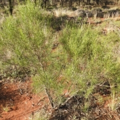 Unidentified Other Shrub at Yathong Nature Reserve - 11 Dec 2021 by Liam.m