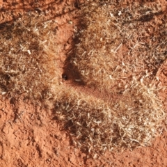 Unidentified Ant (Hymenoptera, Formicidae) at Irymple, NSW - 11 Dec 2021 by Liam.m