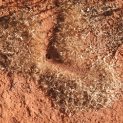 Unidentified Ant (Hymenoptera, Formicidae) (TBC) at Irymple, NSW - 11 Dec 2021 by Liam.m