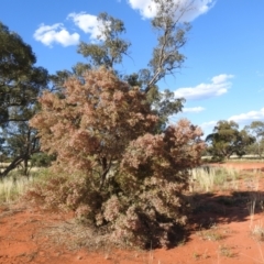 Dodonaea viscosa subsp. angustissima (Hop Bush) at Irymple, NSW - 11 Dec 2021 by Liam.m