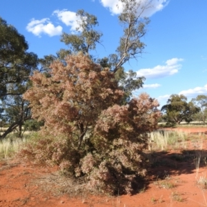 Dodonaea viscosa subsp. angustissima at Irymple, NSW - 11 Dec 2021