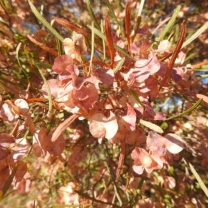 Dodonaea viscosa subsp. angustissima at Irymple, NSW - 11 Dec 2021