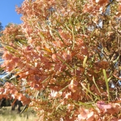 Dodonaea viscosa subsp. angustissima at Irymple, NSW - suppressed