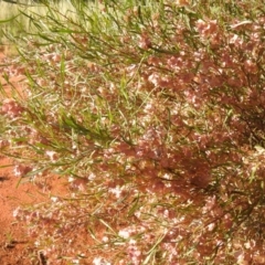 Dodonaea viscosa subsp. angustissima at Irymple, NSW - 11 Dec 2021