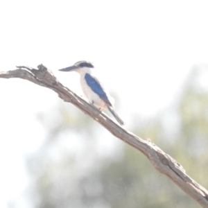 Todiramphus pyrrhopygius at Irymple, NSW - suppressed