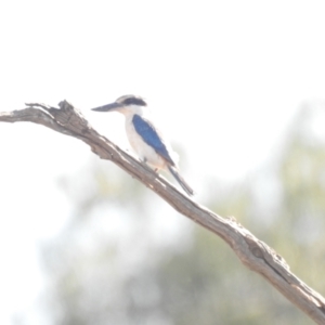 Todiramphus pyrrhopygius at Irymple, NSW - 11 Dec 2021