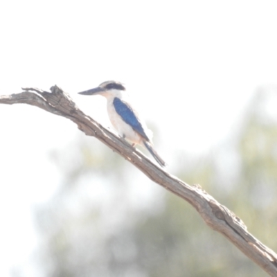 Todiramphus pyrrhopygius (Red-backed Kingfisher) at Yathong Nature Reserve - 11 Dec 2021 by Liam.m