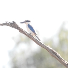 Todiramphus pyrrhopygius (Red-backed Kingfisher) at Irymple, NSW - 11 Dec 2021 by Liam.m
