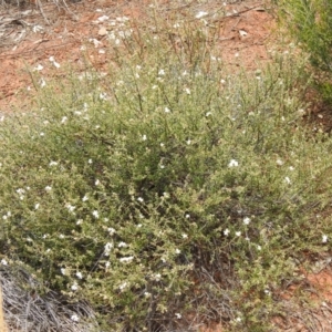 Westringia rigida at Mount Hope, NSW - 11 Dec 2021