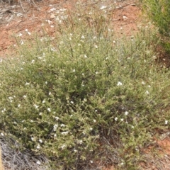 Unidentified Plant (TBC) at Mount Hope, NSW - 11 Dec 2021 by Liam.m