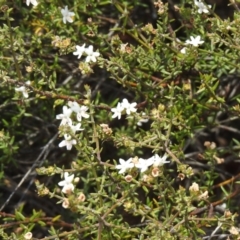 Westringia rigida at Mount Hope, NSW - 11 Dec 2021